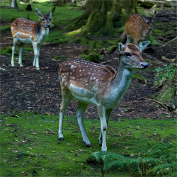 Meat Hunt