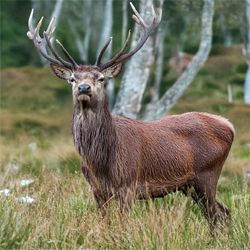 Red Stag Trophy