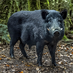 Boar Hunt